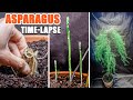 Growing asparagus plant from bare root time lapse 65 days