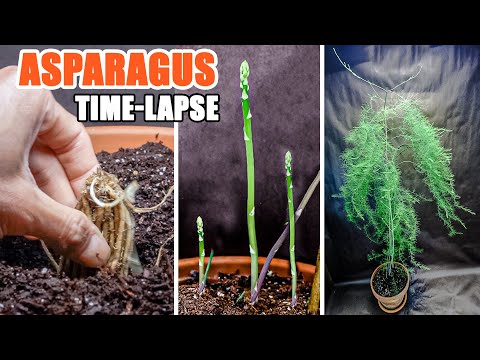 Growing Asparagus Plant From Bare Root Time Lapse (65 Days)