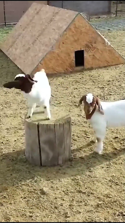 Anak kambing lucu