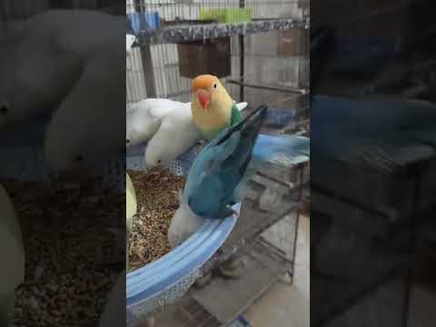          طوطا  كوكتيل طيور 