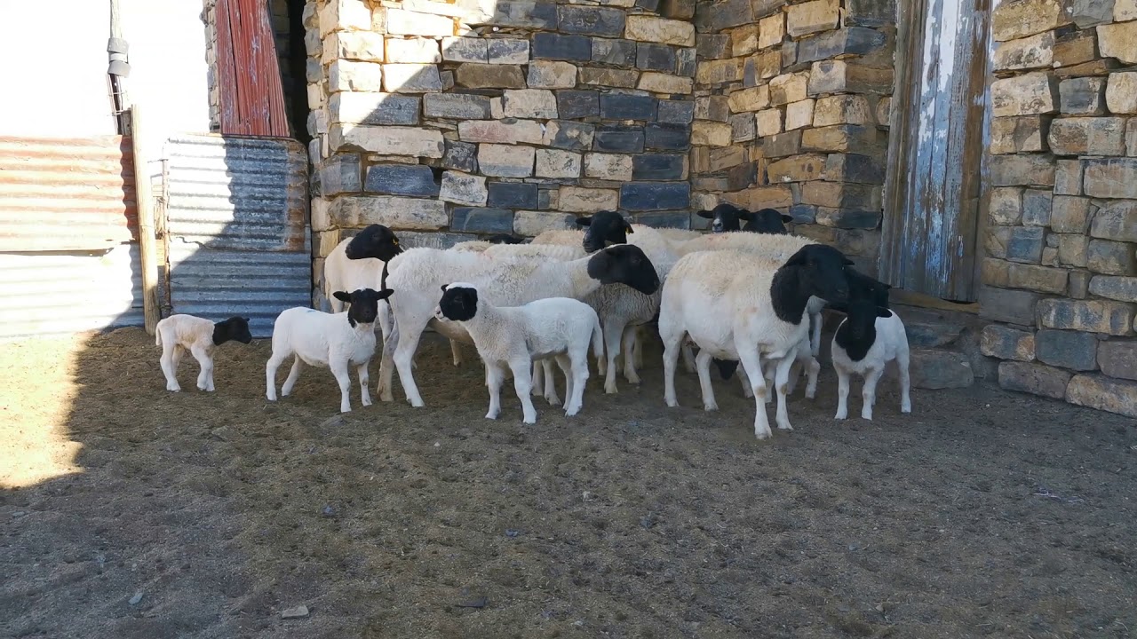 Pregnant Dorper Ewes With Lambs For Sale Online 1 YouTube pregnant-dorper-ewes-with-lambs-for-sale-online-1-youtube