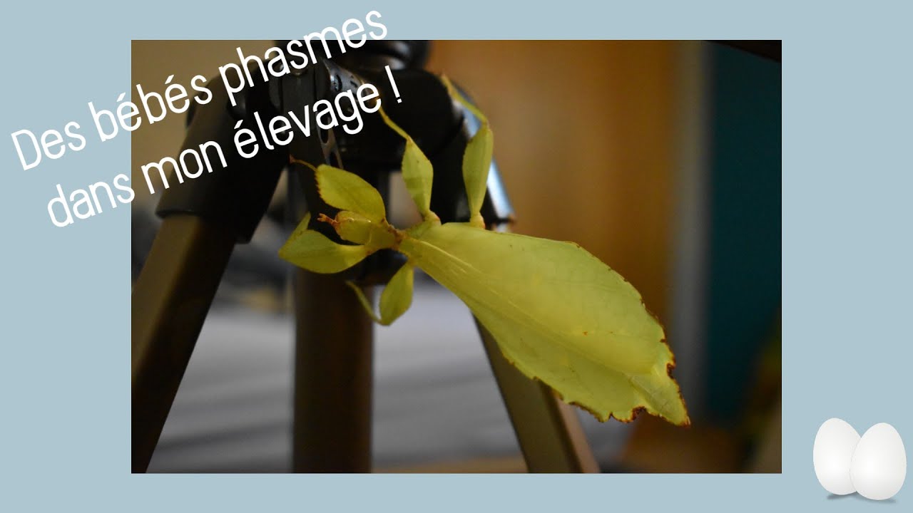 DES JEUNES PHASMES DANS MON ELEVAGE !