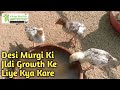 Desi Murgi Ka Baccha Growth Na kre to Kya kaire? // Desi Chicken Growth nhi kre to kya kre?