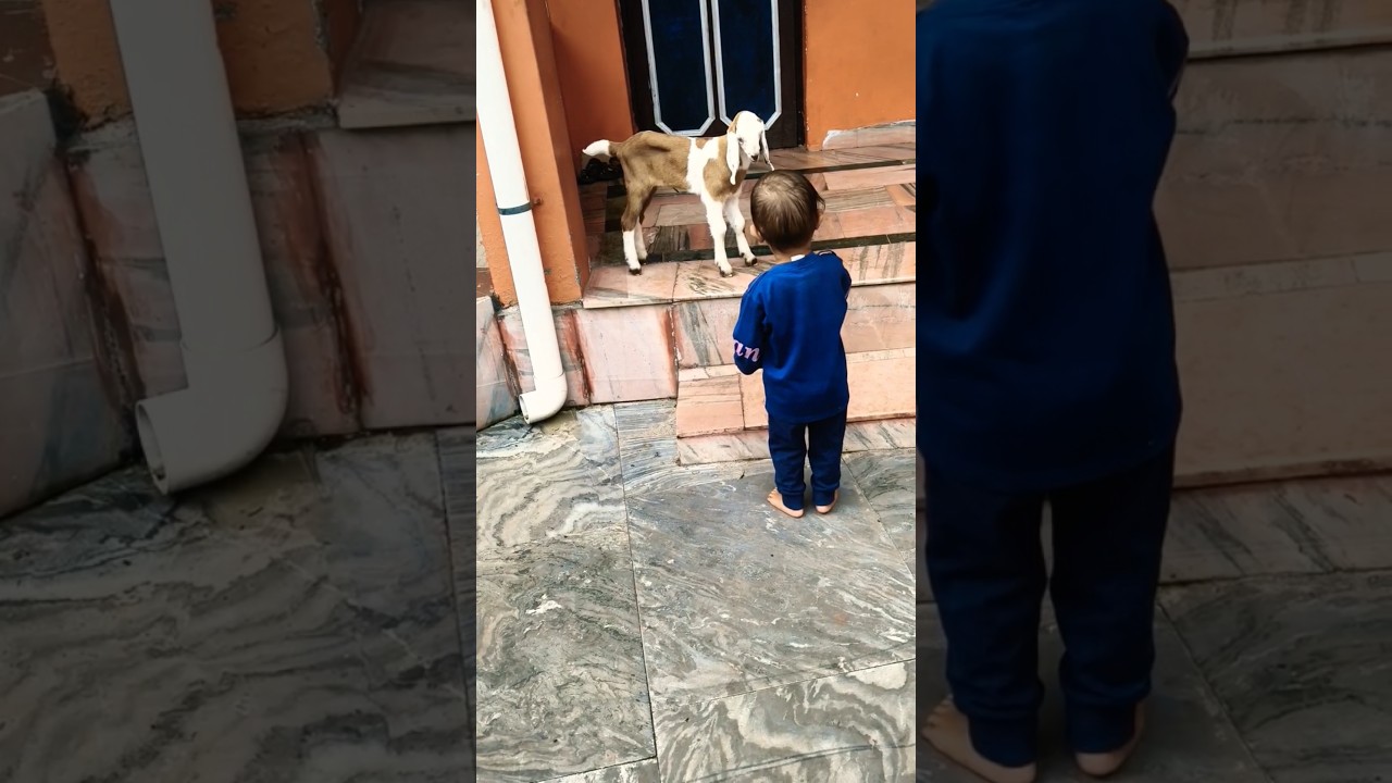 ye kya kr rha h... #cutebaby #babygoat #love