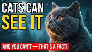11 Weird Things That Only Cats Can See And Hear, But You Can't! And It's A Fact