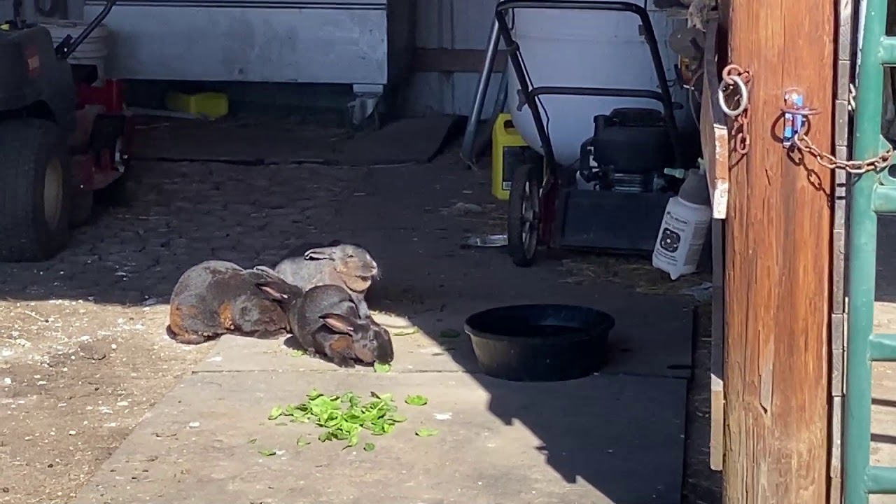 Rabbit Check In - Just A Visit With The Rabbits and Horses - YouTube