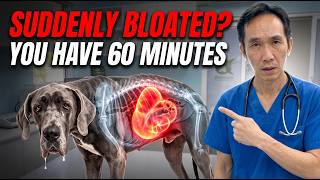 If Your Dog’s Stomach Looks Like THIS, You Have 60 Minutes! (Do NOT Wait)
