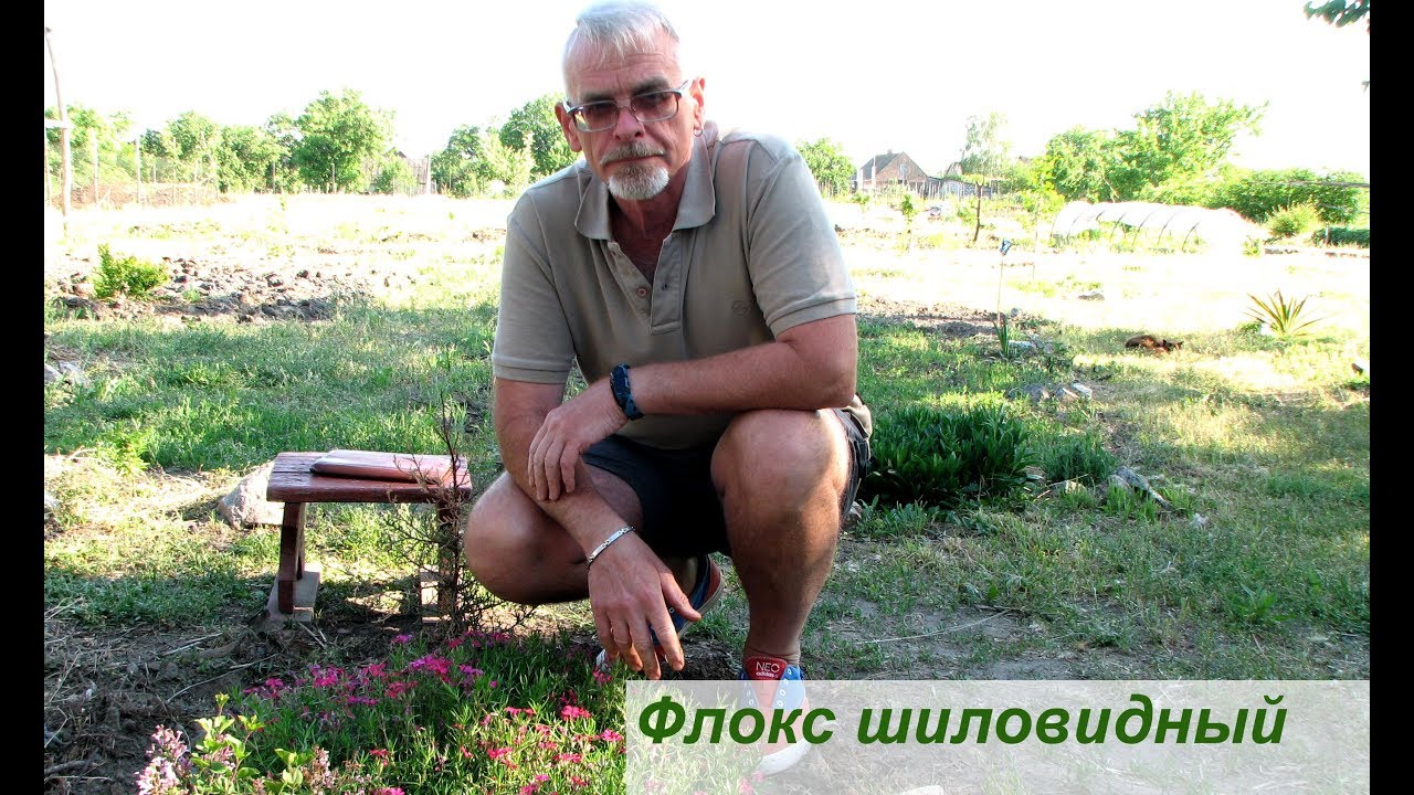 Флокс шиловидный