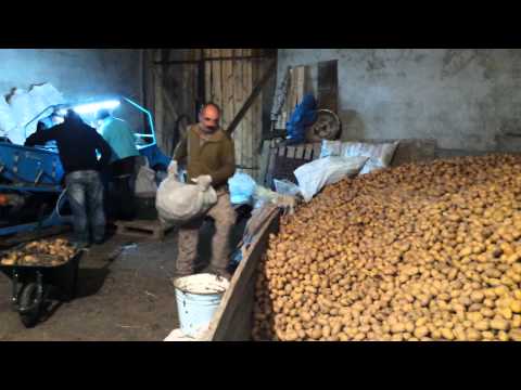 vale ,  kartofili, garcheva, ვალე , კარტოფილი, ბიძინა ,