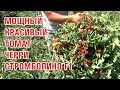 Урожайный мощный красивый томат Стромболино F1