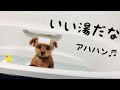 【トイプードル】どうしてもお風呂に入りたくなくて、とんでもない声を出す犬。いい湯だな。