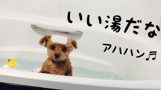 【トイプードル】どうしてもお風呂に入りたくなくて、とんでもない声を出す犬。いい湯だな。
