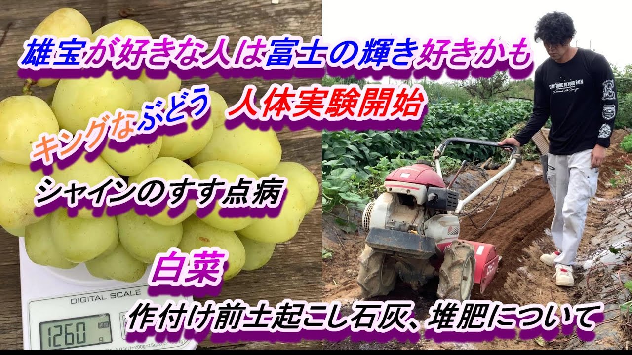 ぶどうの雄宝の解説、シャインマスカットすす点病、白菜土起こし、苦土石灰、堆肥など解説、雄宝と富士の輝き大好きなおやじ