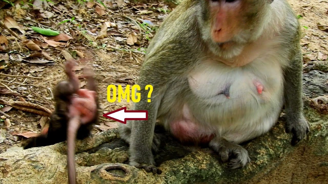 foundry Oh Lizza What Happening To Cute Baby Lizza Head Stuck Down/Mom Sitting Near By Know Nothing