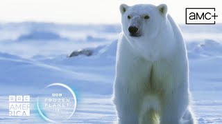 Learn How to Swim with Polar Bear Cubs 🌊 Frozen Planet II | BBC America