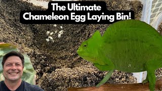 The Ultimate Chameleon Egg Laying Bin!