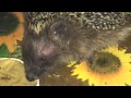 Speedy the hedgehog eats 