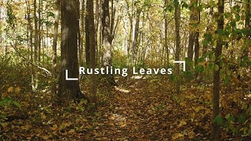 Rustling leaves sound effect in 4 minutes