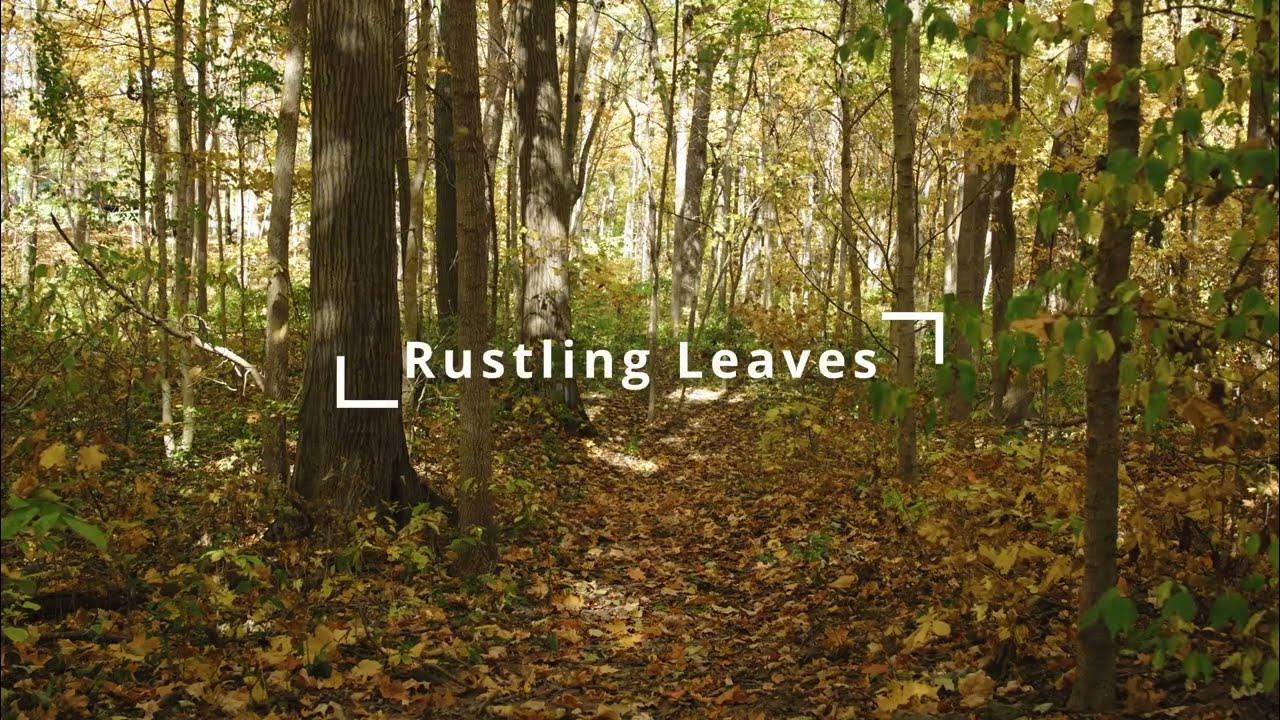 Rustling leaves sound effect in 4 minutes YouTube