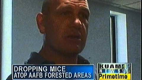 Dead mice being dropped from the sky to combat snakes