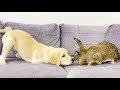 Golden Retriever Puppy Meets Bunny for the First Time!