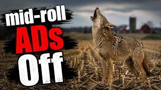 Coyote Calling Sounds - 30mins