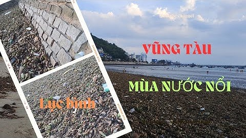 Vũng Tàu mùa nước nổi/ Lục bình y hệt miền Tây/ Vừa tắm biển vừa tắm sông 😅🥰