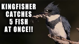 Belted Kingfisher Catches 5 Fish at the Same Time! by Harry Collins Photography 794 views 4 months ago 1 minute, 15 seconds