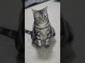 猫なんです♪