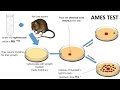 CHEMICAL CARCINOGENESIS & Ames test