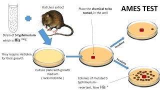 NEOPLASIA 7: CHEMICAL CARCINOGENESIS & Ames test