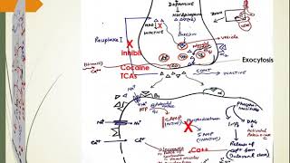 ANS pharmacology and receptors concepts with adrenergic neurons pharmacology lecture 1