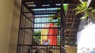 Burung Sikatan Jawa Gacor Kipasan Part1 By Arista Dwi K Effendy