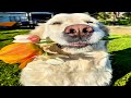 This Will Convince You To Get A Dog Funny Compilation This Will Convince You To Get A Dog Funny Compilation