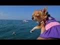 Чихуахуа Малина в Турции | Путешествие с собакой на море | Собака в самолете | Перелет с собакой