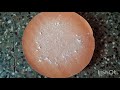 கோதுமை பிஸ்கட்/wheat flour biscuit recipe in tamil/ kodhumai biscuit/ wheat recipes in tamil