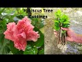 How to propagate hibiscus from cuttings || Grow hibiscus cuttings