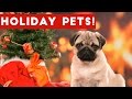 Hilarious Holiday Pet Moments Caught On Tape Weekly Compilation   Funny Pet Videos
