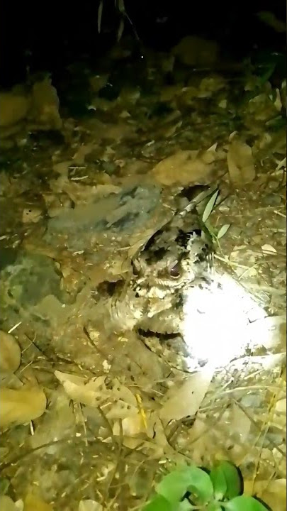 burung paruh kodok/cuhcur