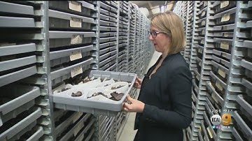 STEAM Series: Inside The La Brea Tar Pits