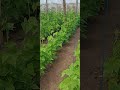 The Easiest Way To Grow String Beans Short Beans Farming