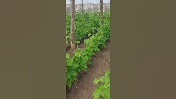 The easiest way to grow string beans #short #beans #farming