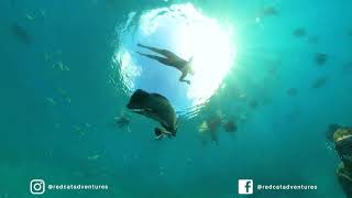 THUNDERCAT | WHITSUNDAYS | REDCAT ADVENTURES