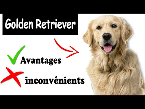 Vidéo: Golden Retriever Dog Race Hypoallergénique, Santé Et Durée De Vie