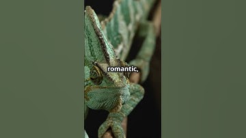Why Do Chameleons REALLY Change Color? Not What You Think! #chameleon #mythsbusters #facts #nature