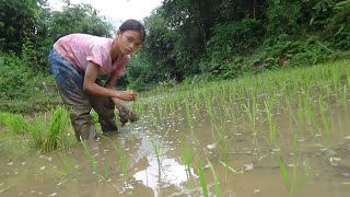 Orphan Life - How To Growing Rice Water - Green Homeless Life