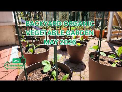 BACKYARD ORGANIC VEGETABLE GARDEN MAY 2026 UPDATE 🍆 Organic gardening ...