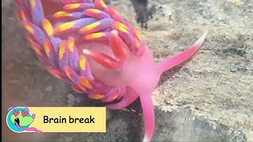 Long Multiplication - Maths for Neurodiverse Course Session 4