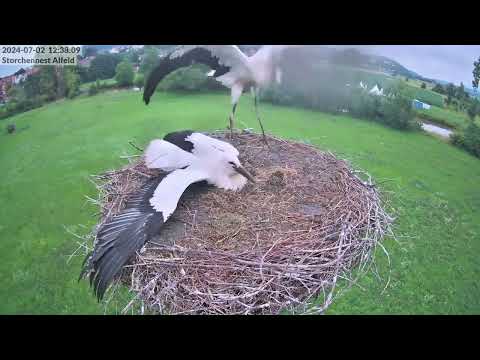 Alfeld Young Storks First Flights July 2 2024 live cam preview