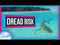 Understanding Shark Fears and Cognitive Biases